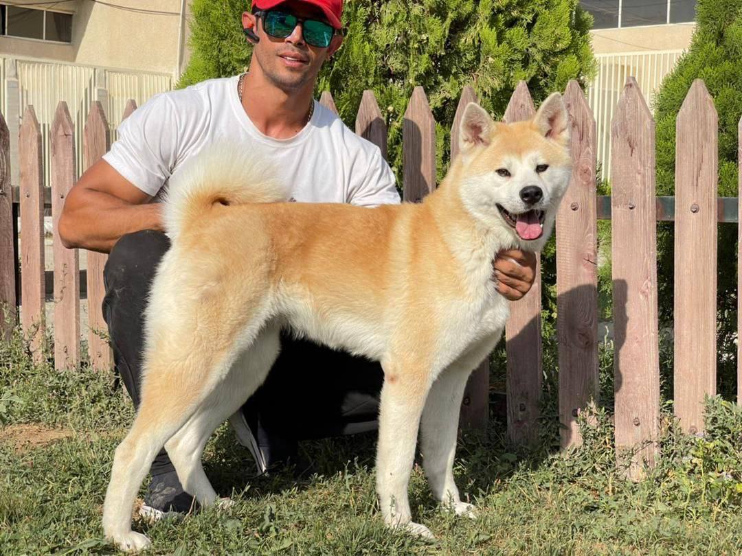 مولد نژاد آکیتا میشل